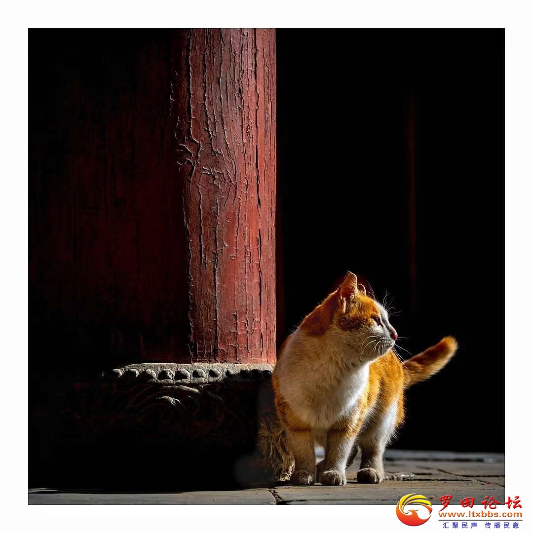 20241230225958front2_0_1160_Fpn83LMbxR4qaZXuXi11G5NSIK_L.jpg