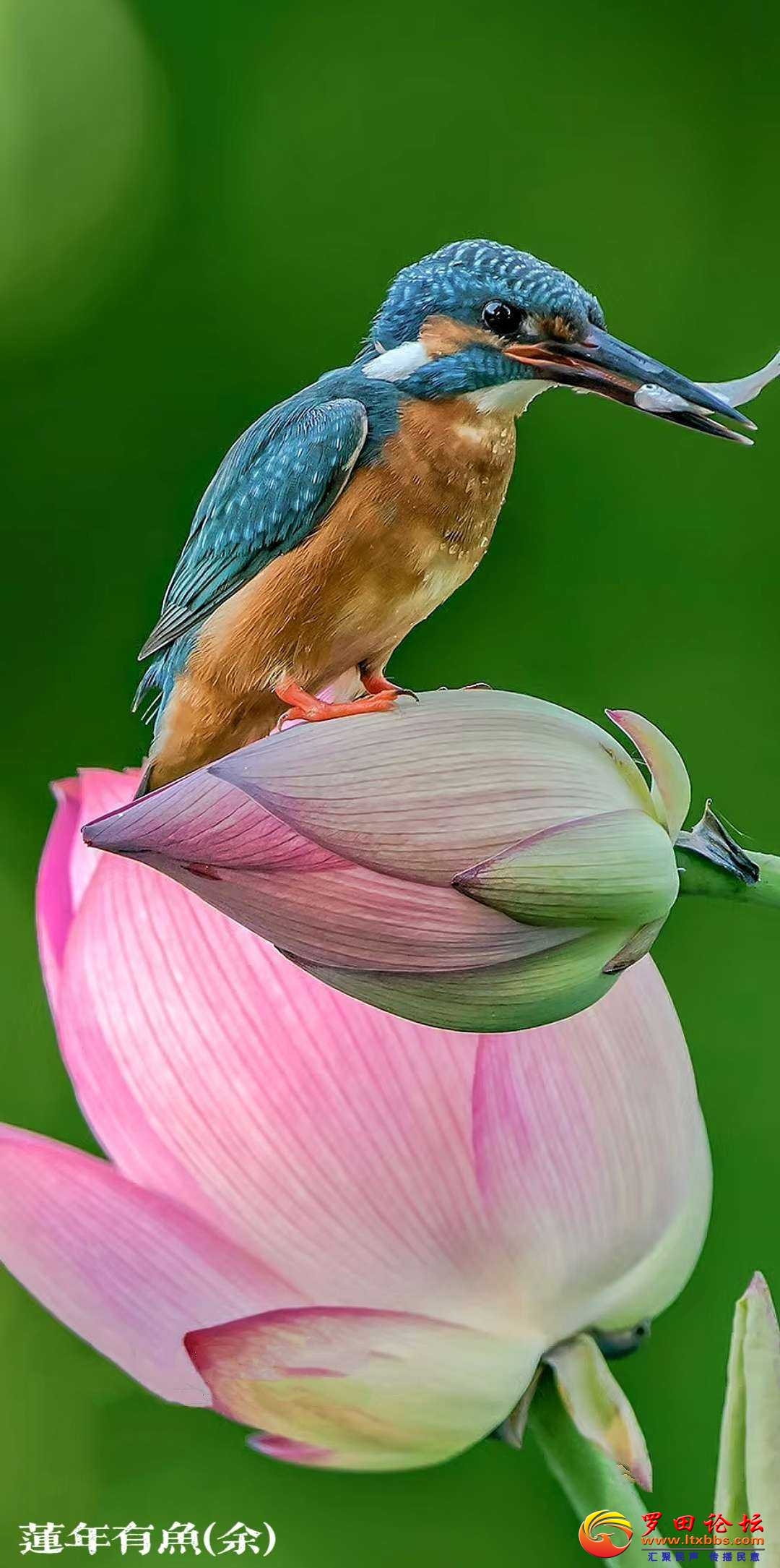 82e456695ca3be33c1f09487df7eafaa_001121cdjjkdbh3rz42pkf.jpg